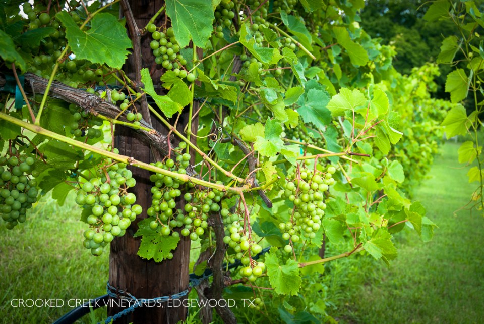 CrookedCreekVineyards 2014-3